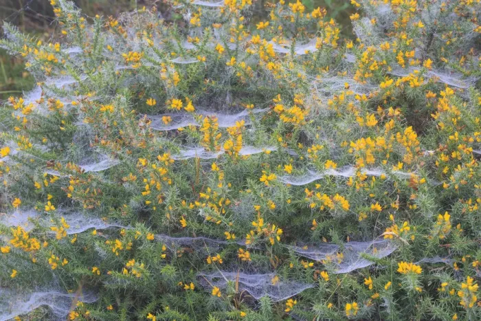 Framed Print : Spider webs covered in dew, on a flowering Gorse bush, Peak District National Park Framed Print : Spider webs covered in dew, on a flowering Gorse bush, Peak District National Park