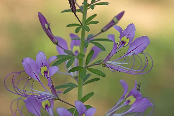 Spiderplant (Cleome hirta) flowerhead. Patterns on two banner petals serve as nectar guides