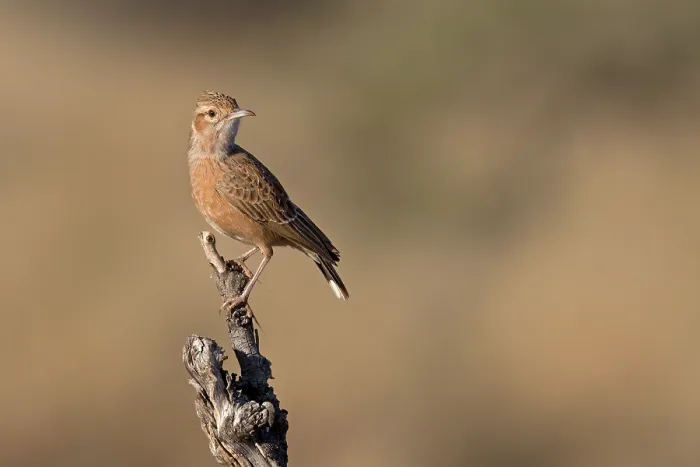 Framed Print : Spike-heeled lark (Chersomanes albofasciata) perched on tree stump, Tswalu Kalhari Reserve, South Africa