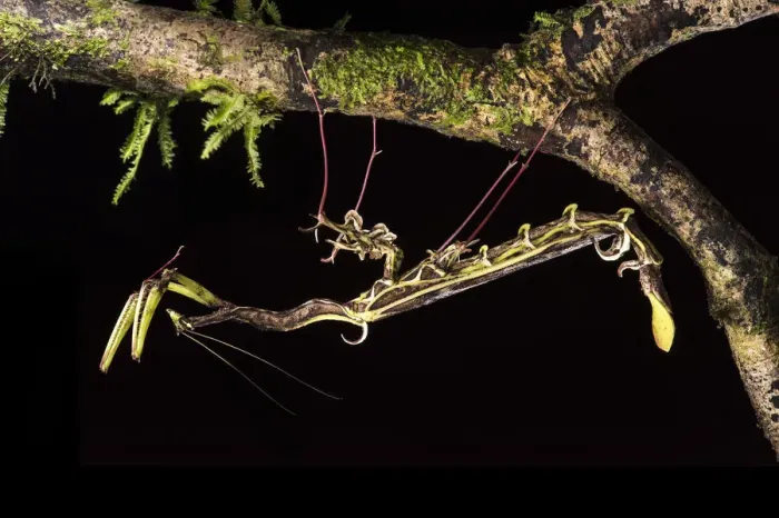 Framed Print : Spiky flower-mimic stick insect (Toxodera berieri) active at night. Danum Valley Framed Print : Spiky flower-mimic stick insect (Toxodera berieri) active at night. Danum Valley