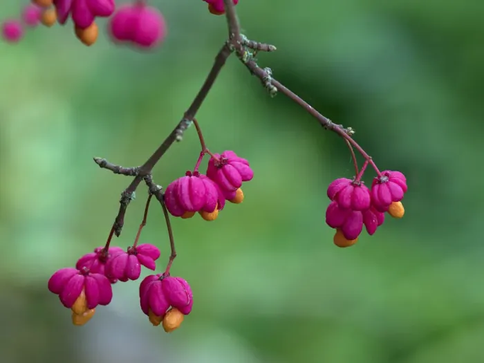 Framed Print : Spindle (Euonymus europacus) berries, Norfolk, England, UK, September Framed Print : Spindle (Euonymus europacus) berries, Norfolk, England, UK, September