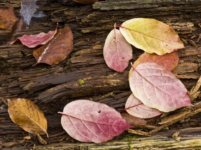 Framed Print : Spindle (Euonymus sp) and European beech (Fagus sylvatica) leaves on a fallen tree trunk Framed Print : Spindle (Euonymus sp) and European beech (Fagus sylvatica) leaves on a fallen tree trunk