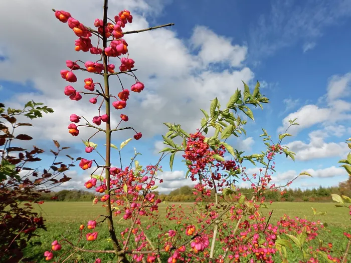 Framed Print : Spindle tree (Euonymus europaeus) with colourful berries in a hedgerow, Wiltshire, England, UK. October