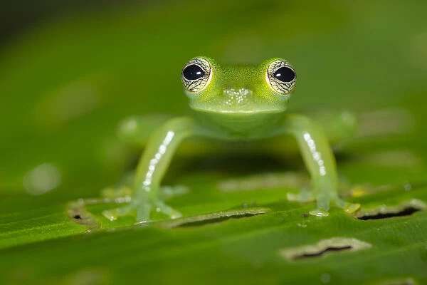 Spined glassfrog (Teratohyla spinosa) Central Caribbean foothills, Costa Rica