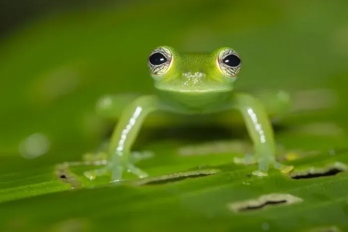 Framed Print : Spined glassfrog (Teratohyla spinosa) Central Caribbean foothills, Costa Rica Framed Print : Spined glassfrog (Teratohyla spinosa) Central Caribbean foothills, Costa Rica