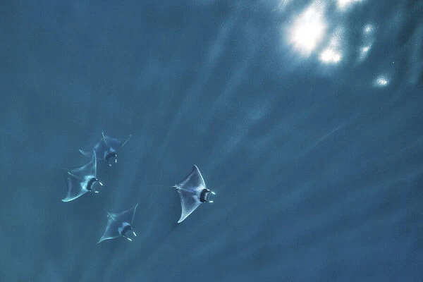 Spinetail devil ray (Mobula mobular), four with rays of light and sparkle of sun on water, aerial view. Sea of Cortez, Baja California, Mexico. March