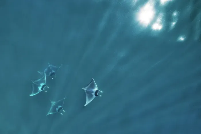 Framed Print : Spinetail devil ray (Mobula mobular), four with rays of light and sparkle of sun on water, aerial view. Sea of Cortez, Baja California, Mexico. March Framed Print : Spinetail devil ray (Mobula mobular), four with rays of light and sparkle of sun on water, aerial view. Sea of Cortez, Baja California, Mexico. March