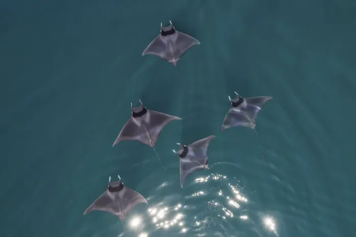 Framed Print : Spinetail devil rays (Mobula mobular) aerial Baja California, Mexico Framed Print : Spinetail devil rays (Mobula mobular) aerial Baja California, Mexico