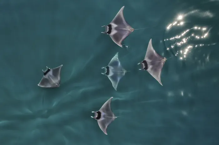 Framed Print : Spinetail devil rays (Mobula mobular) aerial view, Baja California, Mexico Framed Print : Spinetail devil rays (Mobula mobular) aerial view, Baja California, Mexico