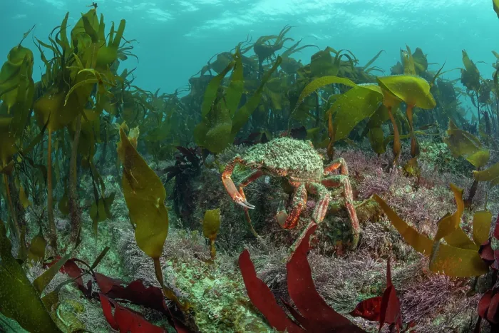 Framed Print : Spiney spider crab (Maja brachydactyla) amongst reef of mixed algae, Golden kelp (Laminaria ochroleuca), Common coral weed (Corallina officinalis) and Red rags (Dilsea carnosa) Framed Print : Spiney spider crab (Maja brachydactyla) amongst reef of mixed algae, Golden kelp (Laminaria ochroleuca), Common coral weed (Corallina officinalis) and Red rags (Dilsea carnosa)