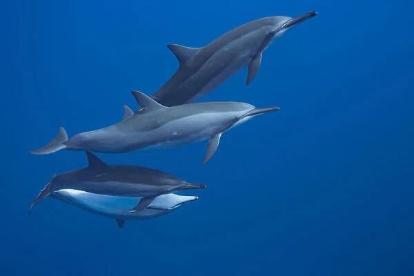 Spinner dolphin (Stenella longirostris) off the Lanai Island, Hawaii