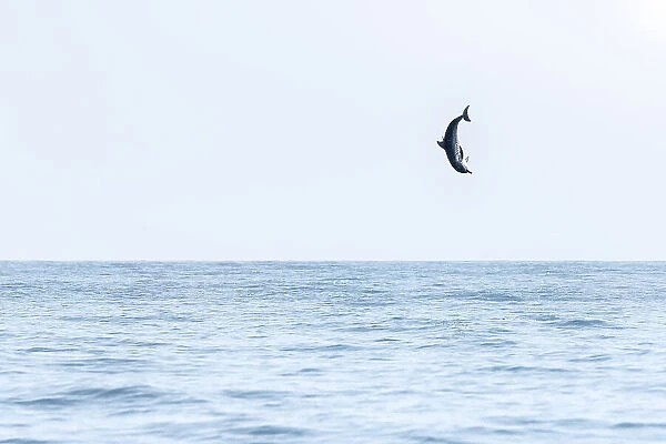 Spinner dolphin (Stenella longirostris) leaping exceptionally high into the air, Sri Lanka