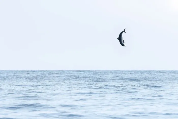 Framed Print : Spinner dolphin (Stenella longirostris) leaping exceptionally high into the air, Sri Lanka Framed Print : Spinner dolphin (Stenella longirostris) leaping exceptionally high into the air, Sri Lanka