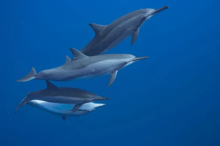Framed Print : Spinner dolphin (Stenella longirostris) off the Lanai Island, Hawaii Framed Print : Spinner dolphin (Stenella longirostris) off the Lanai Island, Hawaii