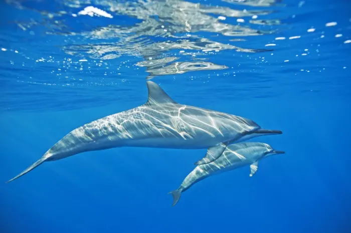 Framed Print : Spinner dolphin (Stenella longirostris) with possible calf, Kona coast, Hawaii, USA Framed Print : Spinner dolphin (Stenella longirostris) with possible calf, Kona coast, Hawaii, USA