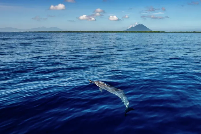 Framed Print : Spinner dolphin (Stenella longirostris) at the surface, Bunaken National Park, North Sulawesi, Indonesia, Pacific Ocean