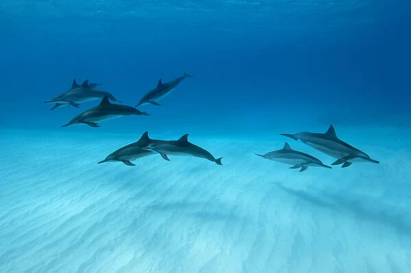 Spinner dolphins (Stenella longirostris) small pod in within Midway atoll, Midway, Pacific