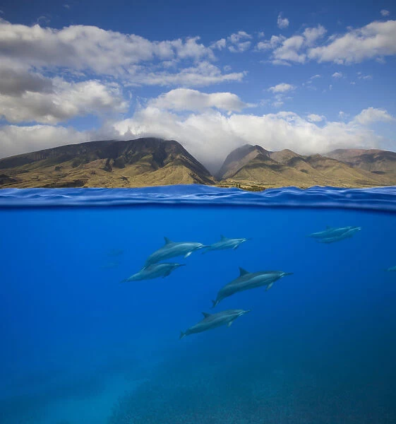 Spinner dolphins (Stenella longirostris) swimming off Oluwalu, Maui, Hawaii. Digital composite