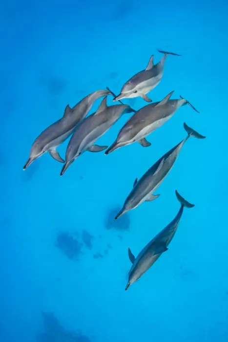 Framed Print : Spinner dolphins (Stenella longirostris) pod swimming over a shallow sandy lagoon in a coral reef Framed Print : Spinner dolphins (Stenella longirostris) pod swimming over a shallow sandy lagoon in a coral reef
