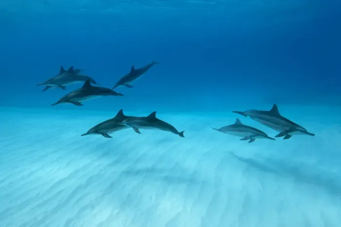 Framed Print : Spinner dolphins (Stenella longirostris) small pod in within Midway atoll, Midway, Pacific