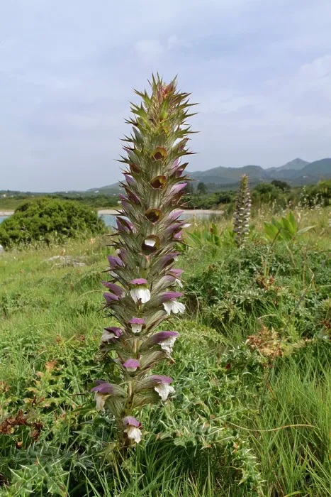 Framed Print : Spiny bear's breeches (Acanthus spinosus) flowering spike on a rocky coastal headland, Karniaris, Corfu, Greece. May Framed Print : Spiny bear's breeches (Acanthus spinosus) flowering spike on a rocky coastal headland, Karniaris, Corfu, Greece. May