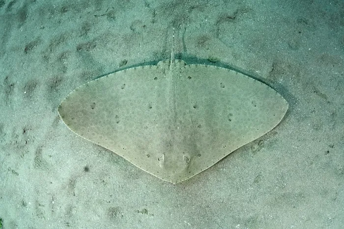 Framed Print : Spiny butterfly ray (Gymnura altavela) camouflaged on sandy seabed, Playa La Granadella, Spain, Mediterranean Sea. Endangered Framed Print : Spiny butterfly ray (Gymnura altavela) camouflaged on sandy seabed, Playa La Granadella, Spain, Mediterranean Sea. Endangered