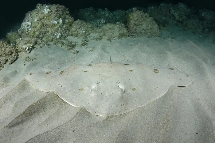 Framed Print : Spiny butterfly ray (Gymnura altavela) camouflaged on sandy seabed, Playa La Granadella, Spain, Mediterranean Sea. Endangered Framed Print : Spiny butterfly ray (Gymnura altavela) camouflaged on sandy seabed, Playa La Granadella, Spain, Mediterranean Sea. Endangered