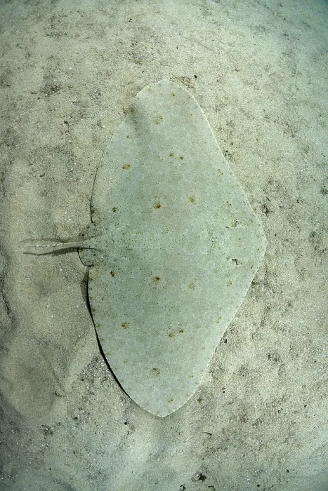 Framed Print : Spiny butterfly ray (Gymnura altavela) camouflaged on sandy seabed, Playa La Granadella, Spain, Mediterranean Sea. Endangered