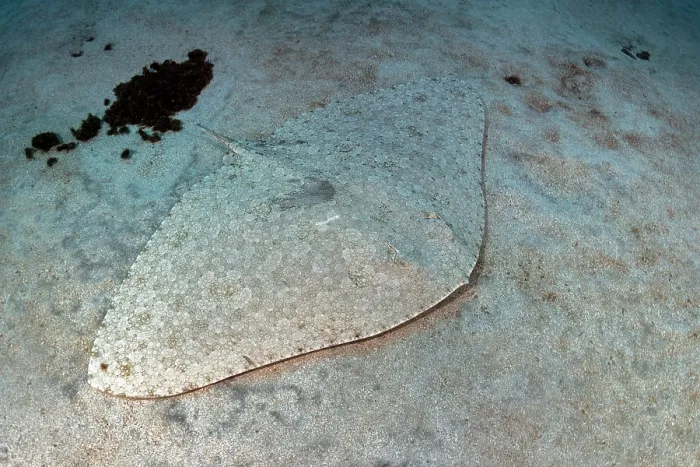 Framed Print : Spiny butterfly ray (Gymnura altavela) camouflaged on seabed, Tenerife, Canary Islands, Atlantic Ocean Framed Print : Spiny butterfly ray (Gymnura altavela) camouflaged on seabed, Tenerife, Canary Islands, Atlantic Ocean