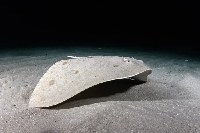 Framed Print : Spiny butterfly ray (Gymnura altavela) moving over sandy seabed, Playa La Granadella, Spain, Mediterranean Sea. Endangered Framed Print : Spiny butterfly ray (Gymnura altavela) moving over sandy seabed, Playa La Granadella, Spain, Mediterranean Sea. Endangered