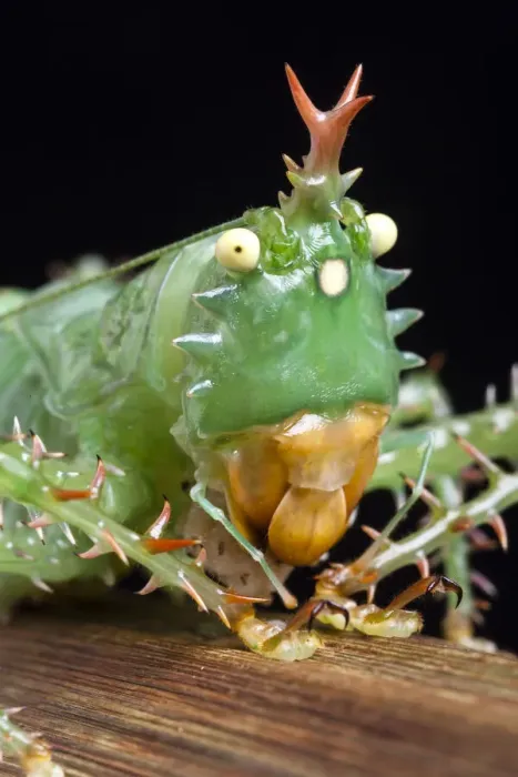 Framed Print : Spiny devil katydid (Panacanthus cuspidatus) eating a grub, Napo, Ecuador, South America