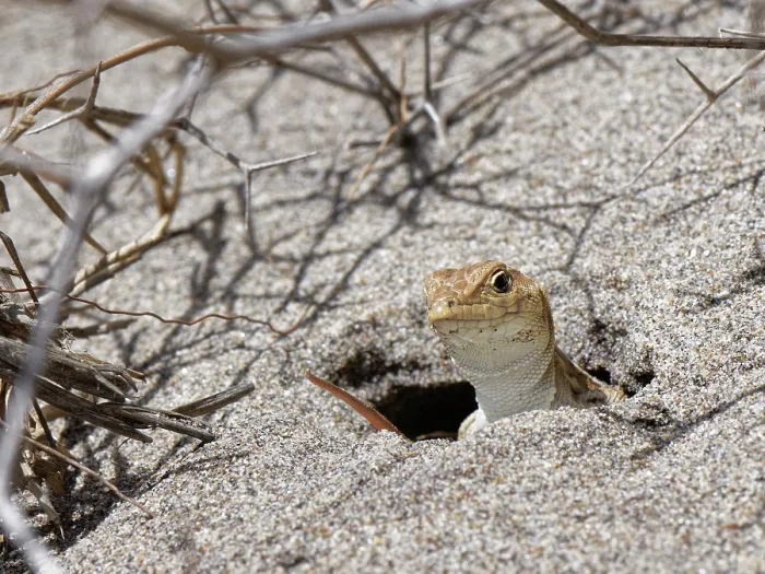 Framed Print : Spiny footed lizard (Acanthodactylus erythrurus) peering from its burrow in a sand dune below spiny Bitter lettuce (Launaea arborescens) bush, Cabo de Gata-Nijar Natural Park Framed Print : Spiny footed lizard (Acanthodactylus erythrurus) peering from its burrow in a sand dune below spiny Bitter lettuce (Launaea arborescens) bush, Cabo de Gata-Nijar Natural Park