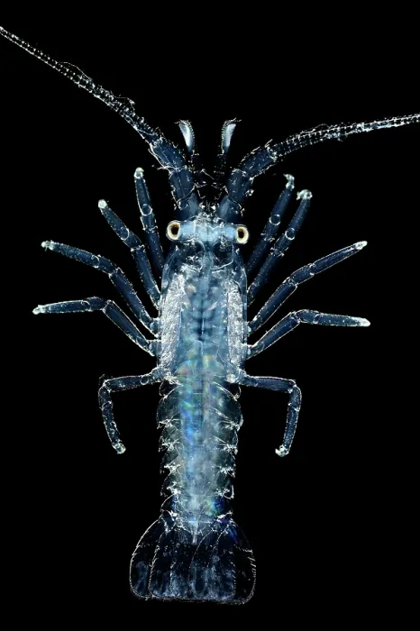 Framed Print : Spiny lobster (Panulirus sp.) pueruli larva stage, portrait Framed Print : Spiny lobster (Panulirus sp.) pueruli larva stage, portrait