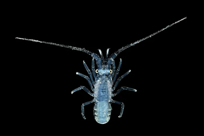 Framed Print : Spiny lobster (Panulirus sp.) pueruli larva stage, portrait Framed Print : Spiny lobster (Panulirus sp.) pueruli larva stage, portrait