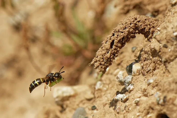 Framed Print : Spiny mason wasp (Odynerus spinipes) adult female flying to the ornate mud chimney protecting her nest burrow entrance with a Weevil grub (Hypera sp) Framed Print : Spiny mason wasp (Odynerus spinipes) adult female flying to the ornate mud chimney protecting her nest burrow entrance with a Weevil grub (Hypera sp)