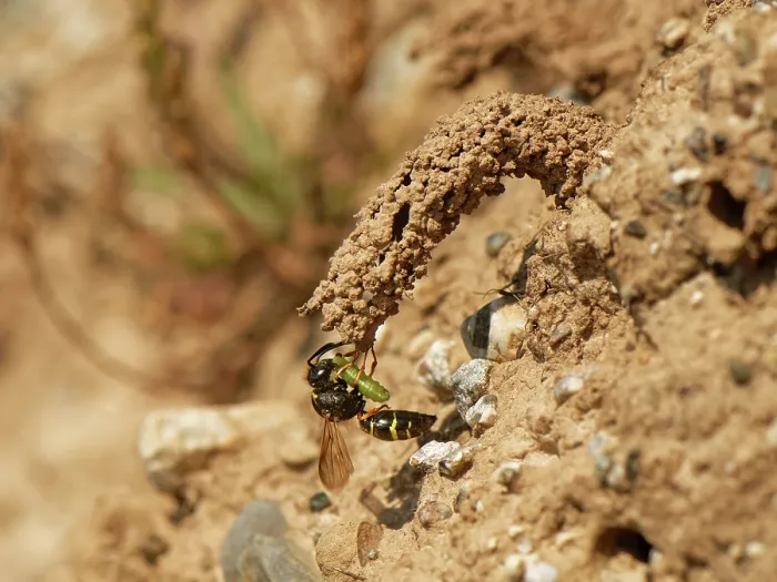 Framed Print : Spiny mason wasp (Odynerus spinipes) female, entering mud chimney protecting her nest burrow entrance carrying Weevil grub (Hypera sp.) prey for her larvae, coastal sand bank Framed Print : Spiny mason wasp (Odynerus spinipes) female, entering mud chimney protecting her nest burrow entrance carrying Weevil grub (Hypera sp.) prey for her larvae, coastal sand bank
