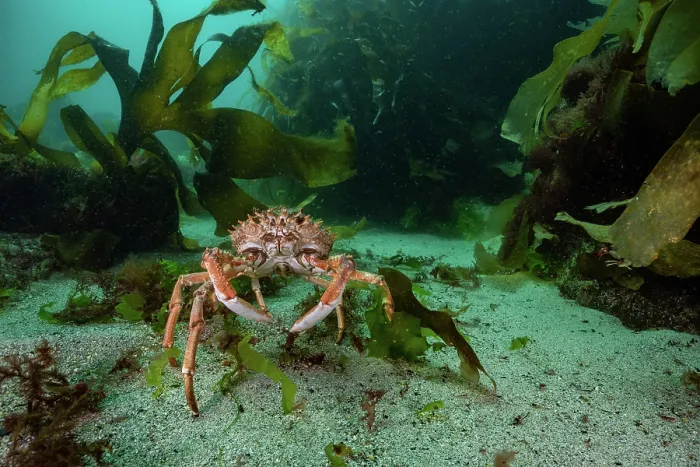 Framed Print : Spiny spider crab (Maja brachydactyla) moving over sandy seabed, Lamorna Cove, West Cornwall, UK, Atlantic Ocean Framed Print : Spiny spider crab (Maja brachydactyla) moving over sandy seabed, Lamorna Cove, West Cornwall, UK, Atlantic Ocean