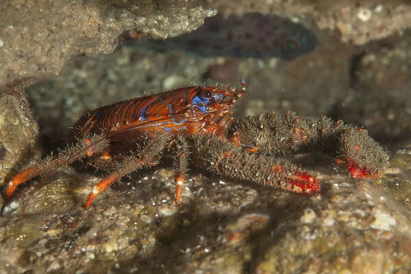 Spiny Squat Lobster (Galathea strigosa) St Abbs Voluntary Marine Reserve, Scotland (North Sea)