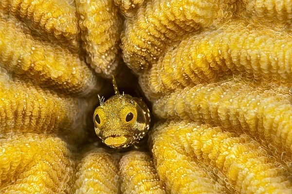 Spinyhead blenny (Acanthemblemaria spinosa) peeking out from a hole inhard coral, Bonaire, Lesser Antiles, Caribbean Sea