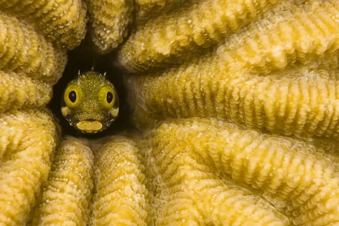 Framed Print : Spinyhead blenny (Acanthemblemaria spinosa) in hard coral, Netherlands Antilles, Bonaire