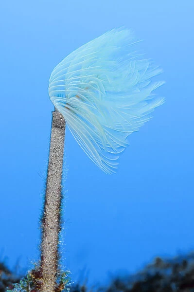 Spiral tube worm (Sabella  /  Spirographis spallanzani) Faial, Azores, Portugal, June 2009