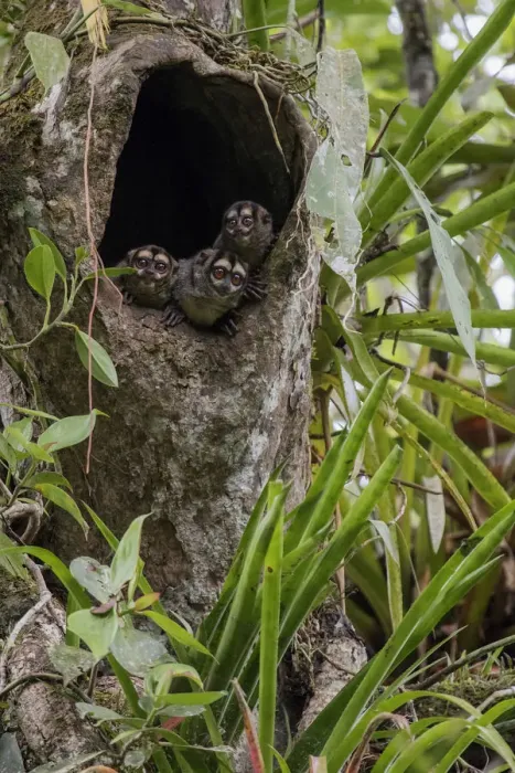 Framed Print : Three Spixs night monkeys (Aotus vociferans) looking out of a hole in a tree trunk Framed Print : Three Spixs night monkeys (Aotus vociferans) looking out of a hole in a tree trunk