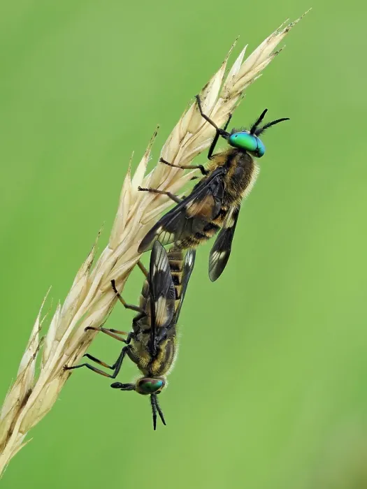 Framed Print : Splayed deerflies (Chrysops caecutiens) pair mating pair on grass stem, Hertfordshire, England, UK. June. Focus stacked Framed Print : Splayed deerflies (Chrysops caecutiens) pair mating pair on grass stem, Hertfordshire, England, UK. June. Focus stacked