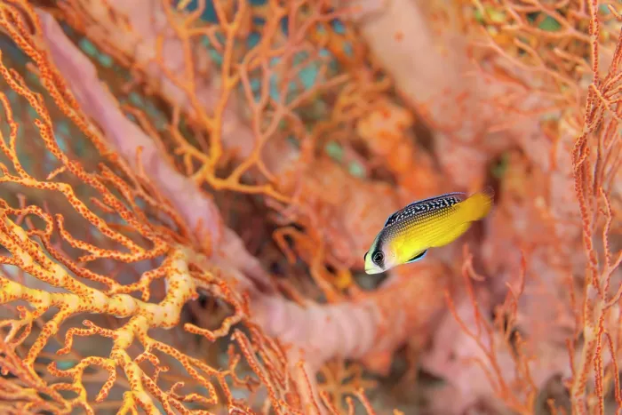 Framed Print : Splendid dottyback (Pseudochromis splendens) swimming in front of a Seafan (Melithaea sp.) on a coral reef, Piaynemo Island, Raja Ampat, West Papua, Indonesia, Pacific Ocean