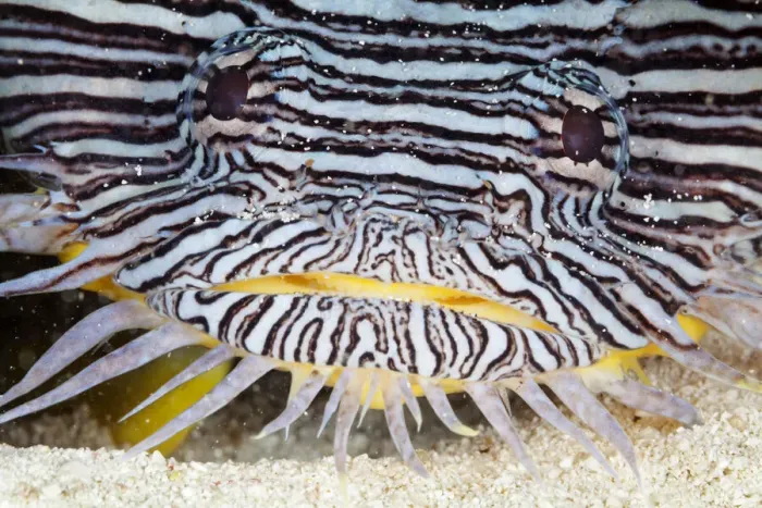 Framed Print : Splendid toadfish (Sanopus splendidus), Cozumel Island, Caribbean Sea, Mexico Framed Print : Splendid toadfish (Sanopus splendidus), Cozumel Island, Caribbean Sea, Mexico