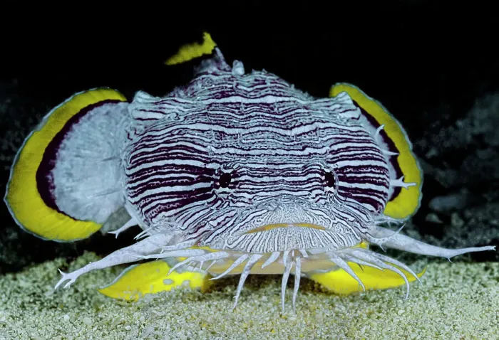 Framed Print : Splendid toadfish (Sanopus splendidus) emerging from its daytime hiding place at night, Cozumel, Mexico, Caribbean Sea Framed Print : Splendid toadfish (Sanopus splendidus) emerging from its daytime hiding place at night, Cozumel, Mexico, Caribbean Sea