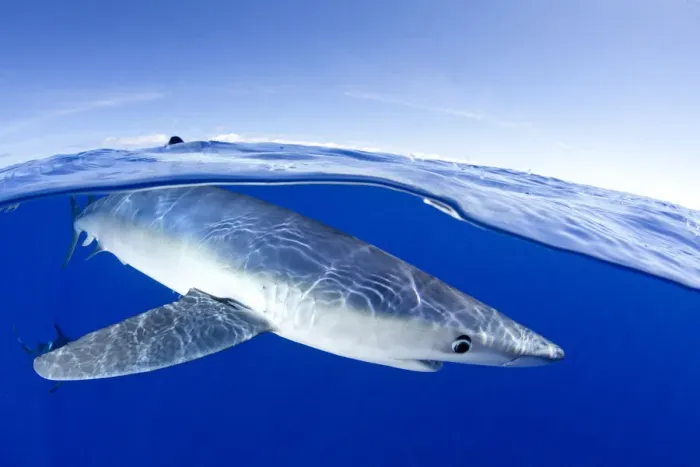 Framed Print : Split image of Blue shark (Prionace glauca) close to the surface, Pico Island, Azores