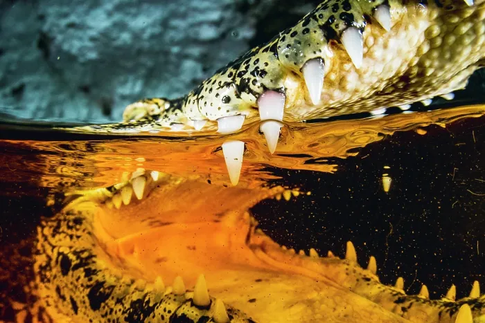 Framed Print : Split level close up view of a Cuban crocodile (Crocodylus rhombifer) with mouth open, in a small cenote, Zapata, Cuba. Critically endangered