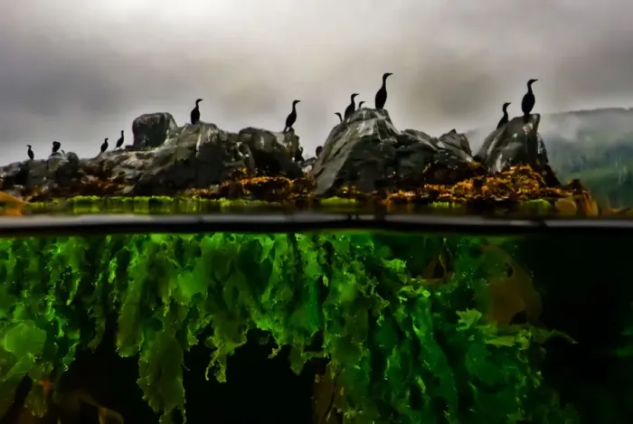 Framed Print : Split-level of Cormorants (Phalacrocorax sp. ) standing on rocks with Sea lettuce (Ulva sp Framed Print : Split-level of Cormorants (Phalacrocorax sp. ) standing on rocks with Sea lettuce (Ulva sp