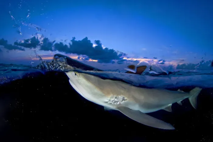 Framed Print : Split level image of Caribbean reef shark (Carcharhinus perezi) breaking surface at dusk Framed Print : Split level image of Caribbean reef shark (Carcharhinus perezi) breaking surface at dusk